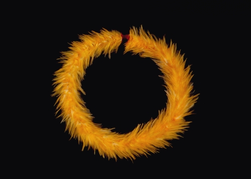 Yellow feather lei (lei hulu) made from feathers of the shorter mamo and the longer `ē`ē feathers of the `ō`ō, Hawai‘i. Photograph by Ben Patnoi, ca. 1985. From: John Dominis Holt, The Art of Featherwork in Old Hawai‘i (Honolulu: Topgallant Publishing Co., Ltd., 1985), pg. 63. Call Number: Ethnic Culture. Hawaiian. Art. Featherwork. Image from Bishop Museum Archives, Honolulu, Hawaii. Images are not to be re-used without permission.