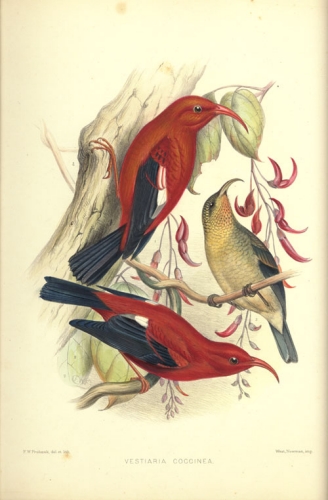 ‘I‘iwi (Vestiaria Coccinea); Hawai‘i. Hand Colored Lithograph by F.W. Frohawk. December 1890. From: S. B. Wilson and A.H. Evans. Aves Hawaiienses: The Birds of the Sandwich Islands [Hawai‘i]. Library: f QL694 W75 l.c. and Archives: Art. Sciences. Zoology. Birds. Call Number: f QL694 W75 l.c. Location: Library: Aves Hawaiienses Image from Bishop Museum Archives, Honolulu, Hawaii. Images are not to be re-used without permission.