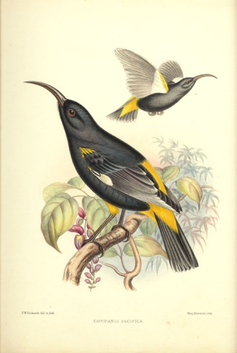 Mamo (Drepanis Pacifica); Hawai'i. Hand Colored Lithograph by F.W. Frohawk. September 1891. From: S. B. Wilson and A.H. Evans. Aves Hawaiienses: The Birds of the Sandwich Islands [Hawai'i]. f QL694 W75 l.c. Art. Sciences. Zoology. Birds. SP 201556 For more information on the mamo see Bishop Museum's Good Guys & Bad Guys website Image from Bishop Museum Archives, Honolulu, Hawaii. Images are not to be re-used without permission.