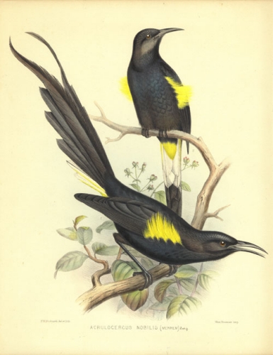 ‘ō‘ō (Acrulocercus nobilis); Hawai‘i. Hand-colored lithograph by F.W. Frohawk. ca. 1890. Call Number: Art. Sciences. Zoology. Birds. Artifact Number: SP 200345 Location: Archives Image from Bishop Museum Archives, Honolulu, Hawaii. Images are not to be re-used without permission.