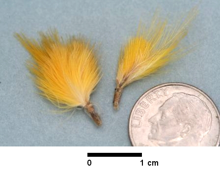 Feathers were attached in bundles to feather cloaks and capes. These bundles fell off the Kamehameha Cloak and have been kept and preserved. Location: Bishop Museum Image from Bishop Museum Archives, Honolulu, Hawaii. Images are not to be re-used without permission.
