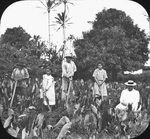 Hawaiian people working in taro patch, Waiākea, Hawai‘i, ca. 1890-1905. Photographer: Henry W. Henshaw (?) Collection: General Photograph Collection Call Number: Agriculture. Taro. Cultivating. Location: Bishop Museum Archives Image from Bishop Museum Archives, Honolulu, Hawaii. Images are not to be re-used without permission.
