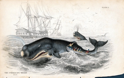 The Spermaceti Whale. ca. 1840 Hand colored engraving by J. Stewart, from: Sir William Jardine. The Naturalist's Library. London: Samuel Highley, 1840, plate 9. Holt Collecton. Call Number: Art. Fishing. Whaling. Image from Bishop Museum Archives, Honolulu, Hawaii. Images are not to be re-used without permission.