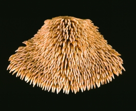 Kūpeʻe niho ʻīlio