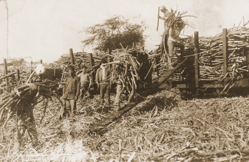 Workers loading sugar cane onto train cars at Ewa Plantation; Hawai‘i. ca. 1905. Collection: General Photograph Collection Call Number: Agriculture. Sugar. Harvest. Hand Loading. Artifact Number: SP 86446 Location: Bishop Museum Archives Image from Bishop Museum Archives, Honolulu, Hawaii. Images are not to be re-used without permission.