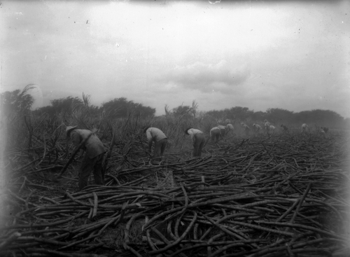 Harvesting Sugar Cane; Pu‘unēnē, Maui. ca. 1915 Photograph by Ray Jerome Baker Call Number: SCD 25676 Location: Agriculture. Sugar. Workers. Image from Bishop Museum Archives, Honolulu, Hawaii. Images are not to be re-used without permission.