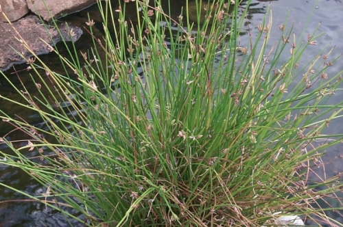 Makaloa - Umbrella Sedge - Cyperus laevigatus Photograph by H. Lennstrom Image from Bishop Museum Archives, Honolulu, Hawaii. Images are not to be re-used without permission.