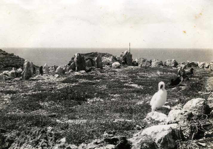 Central temple site (K.P. Emory site 12) on Mokumanamana (Necker Island), where the ki‘i pōhaku were collected. Collection: General Photograph Collection Call Number: Book 40 page 12 Artifact Number: SP 9699 Location: Bishop Museum Archives Image from Bishop Museum Archives, Honolulu, Hawaii. Images are not to be re-used without permission.