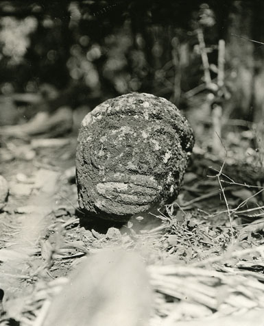 Stone image from Hivaoa, valley of Atunoa, Tetoaautani, Marquesas. 1920-1921. Call Number: Book 30 page 61 Image from Bishop Museum Archives, Honolulu, Hawaii. Images are not to be re-used without permission.