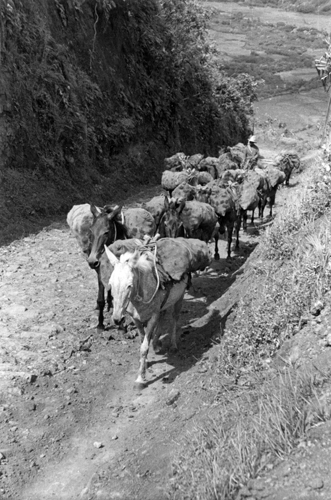 Mules hauling taro, possibly Waipi‘o, Hawai‘i. ca. 1936. Call Number: Agriculture. Taro. Cultivation. Artifact Number: SP_103128 Image from Bishop Museum Archives, Honolulu, Hawaii. Images are not to be re-used without permission.