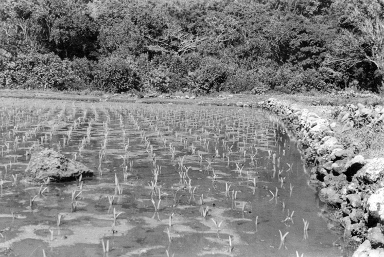 Lo‘i at Honokōhau, Maui, 1940. Huli planted in lines. Call Number: Agriculture. Taro. Cultivation. Artifact Number: SP 103628 Image from Bishop Museum Archives, Honolulu, Hawaii. Images are not to be re-used without permission.