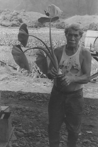 William Kalani, an expert farmer, showing the proper cut for kalo cultivation, 1940. Call Number: Agriculture. Taro. Plants. Artifact Number: SP 127200 Image from Bishop Museum Archives, Honolulu, Hawaii. Images are not to be re-used without permission.